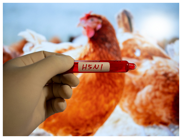 Finland startar vaccination mot fågelinfluensa i juni